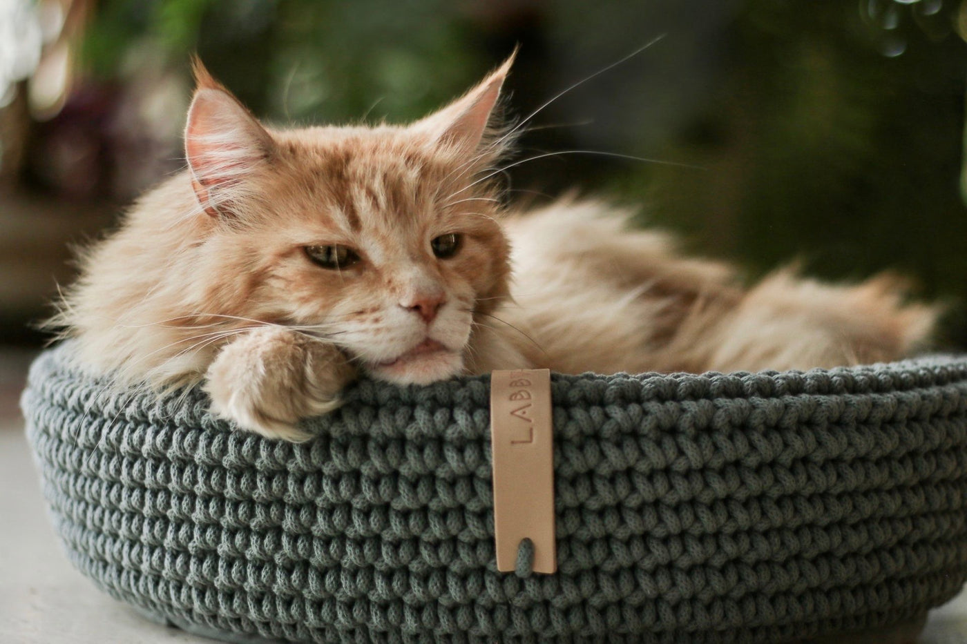 Coco Dog/Cat Bed - Green