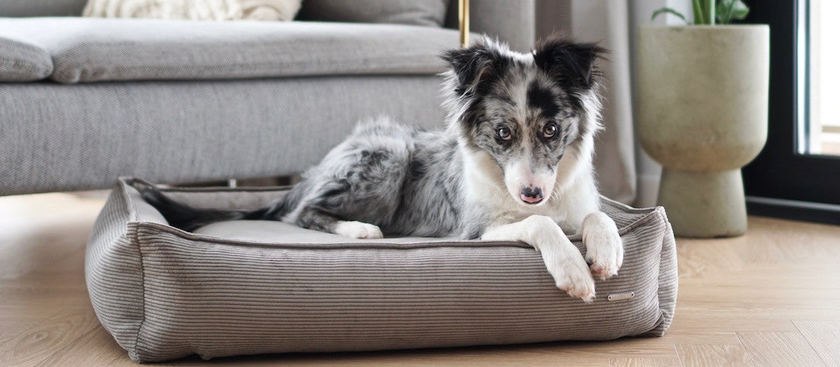 Strippo Dog Bed - Mokka