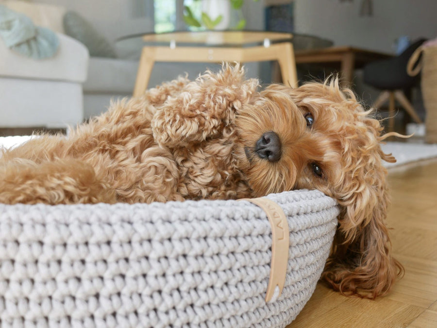 Lukko Dog Bed - Light Grey 