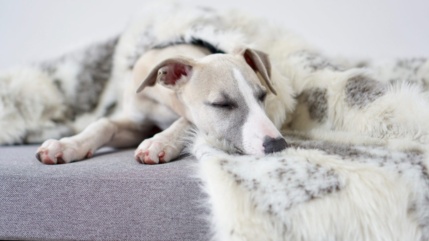 Tösse Blanket - Brown & White 