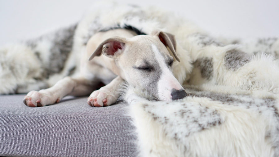 Tösse Blanket - Brown & White 